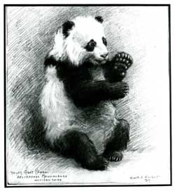 Charles R. Knight, famous wildlife artist and painter, was the first to paint the first Giant Panda in America